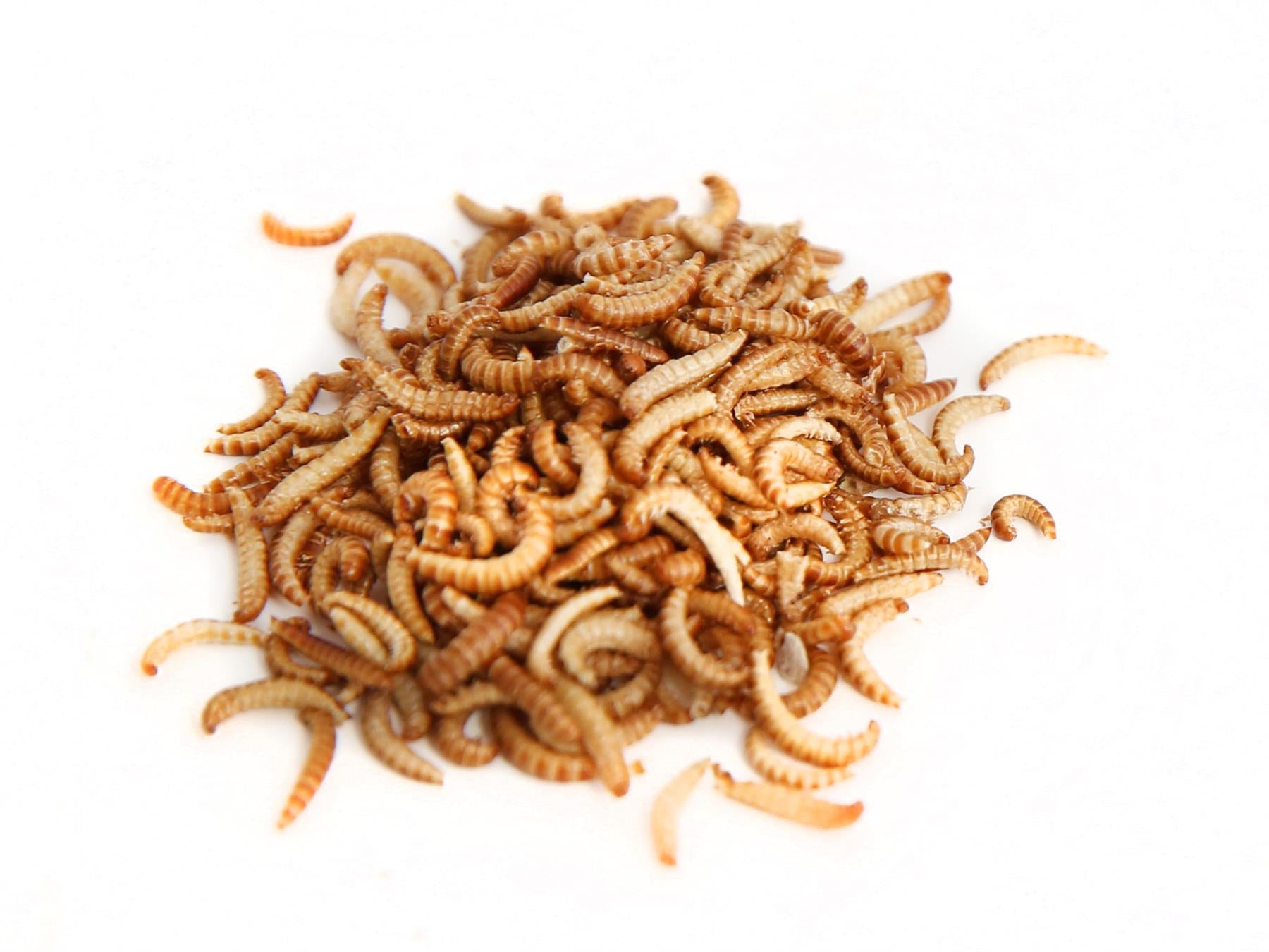 20g Edible Buffalo Worms For Human Consumption