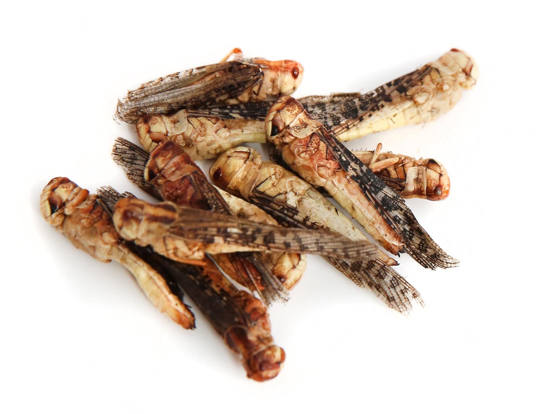 10g Edible Grasshoppers For Human Consumption