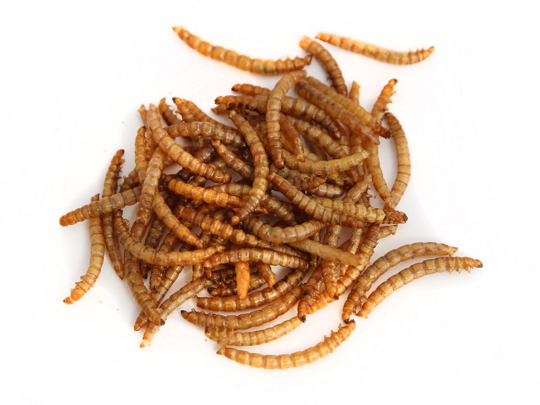 40g Of Salt & Vinegar Flavour Edible Mealworms For Human Consumption