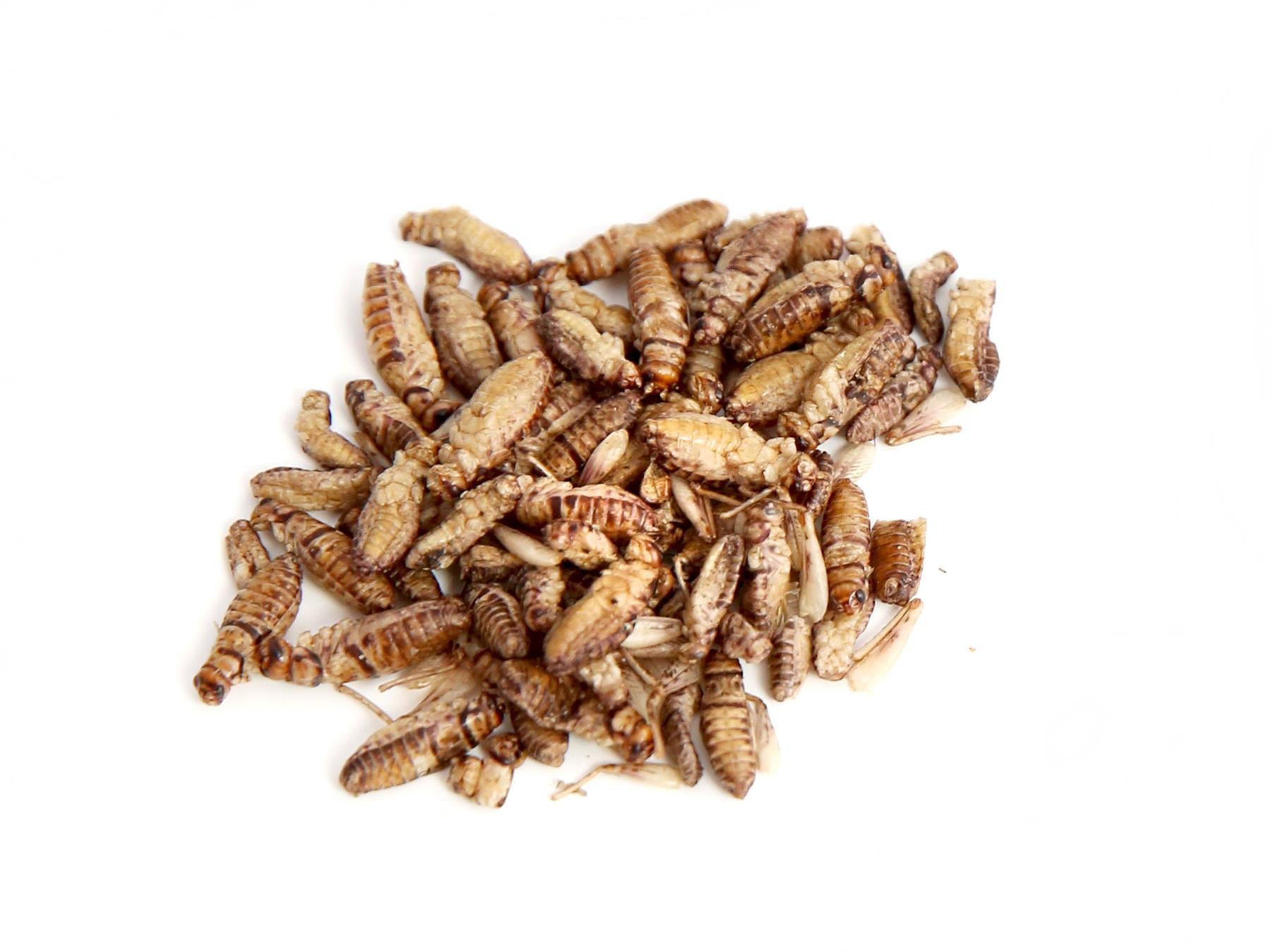 20g Edible Banded Crickets For Human Consumption